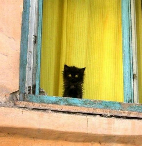 котенок на даче