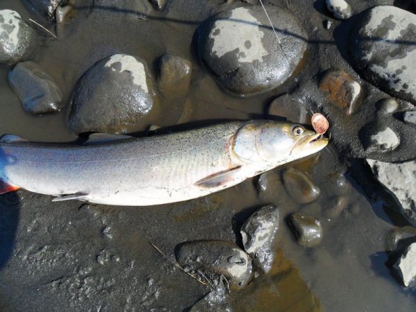 Рыбалка на притоках Лены