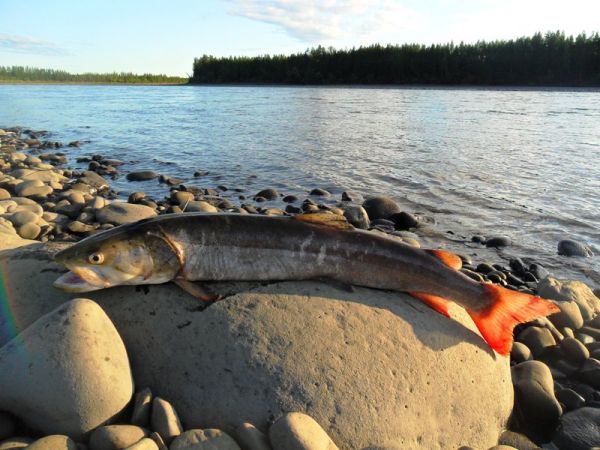 Рыбалка на притоках Лены