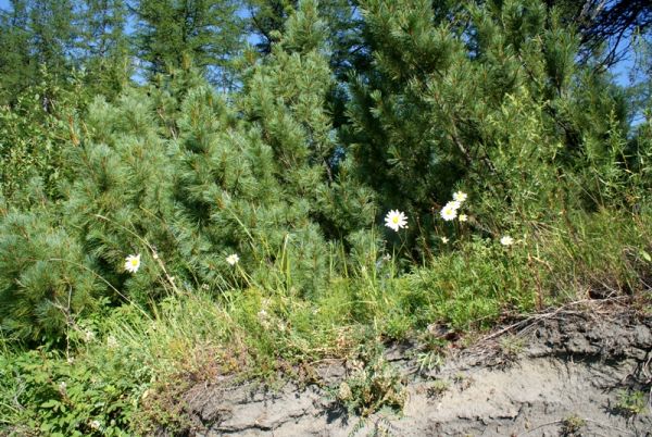 Рыбалка на притоках Лены