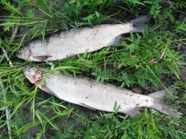 правый приток Лены