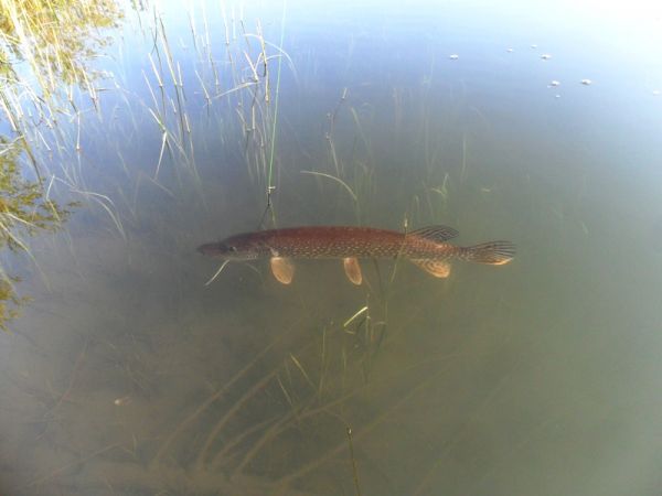 Рыбалка на притоках Лены