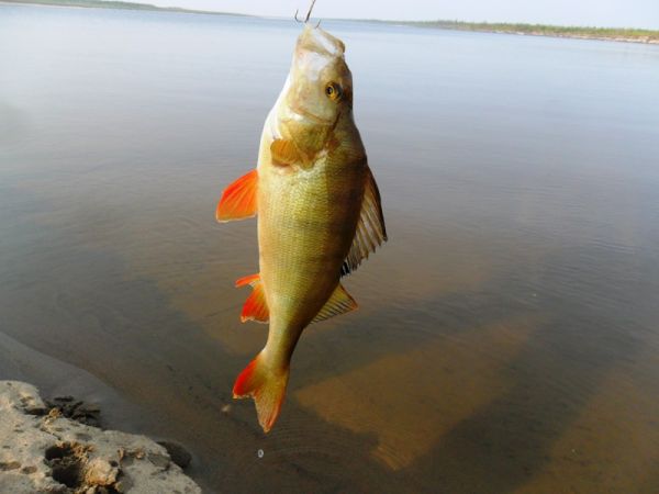 Рыбалка на притоках Лены