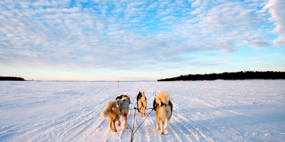 сибирские хаски