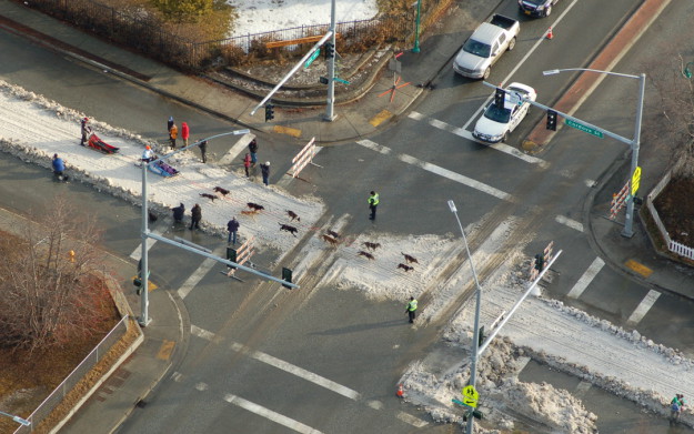старт гонки Iditarod без снега