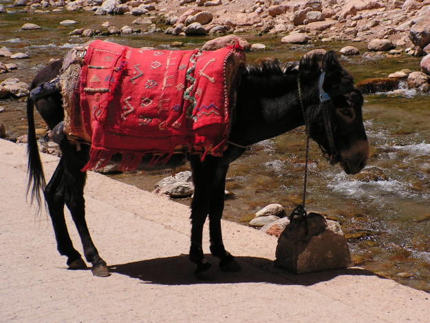 KONICA MINOLTA DIGITAL CAMERA