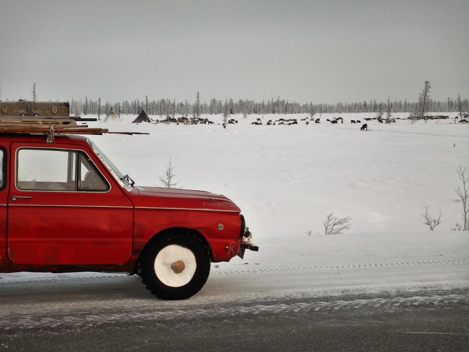 Первая встреча Запорожца с оленями.