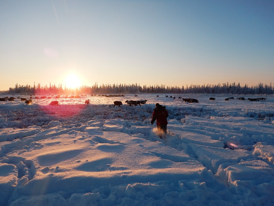 Дима Кулик пошёл их погладить