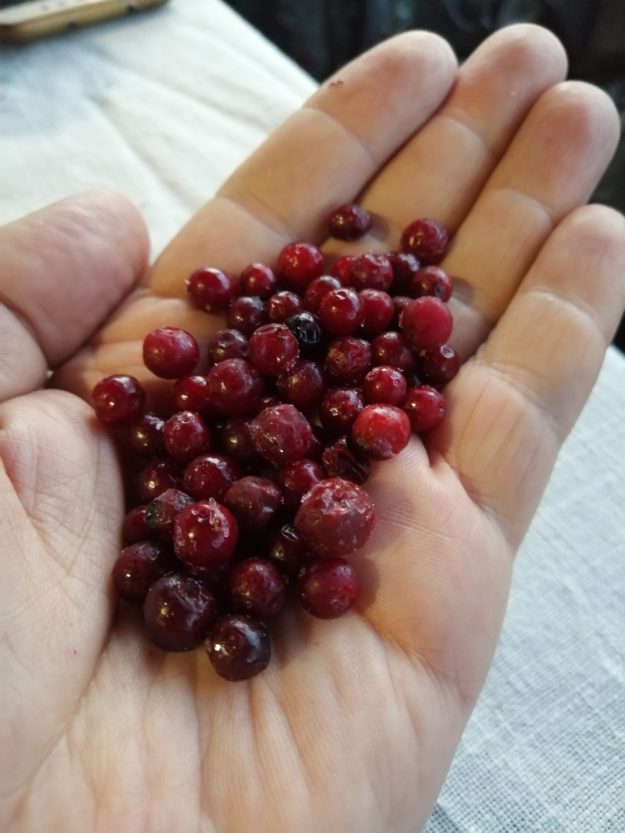 брусника в Тёплом Ключе посёлок Тёплый Ключ