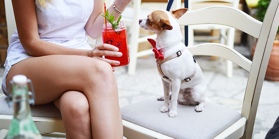 собака Клёпа